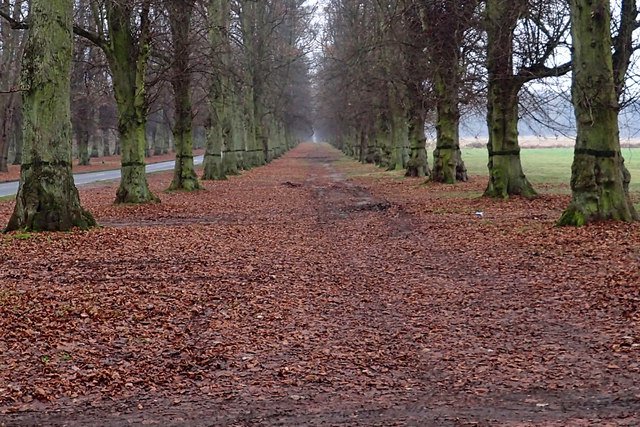 lime tree avenue