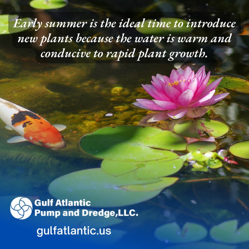 maintain your pond