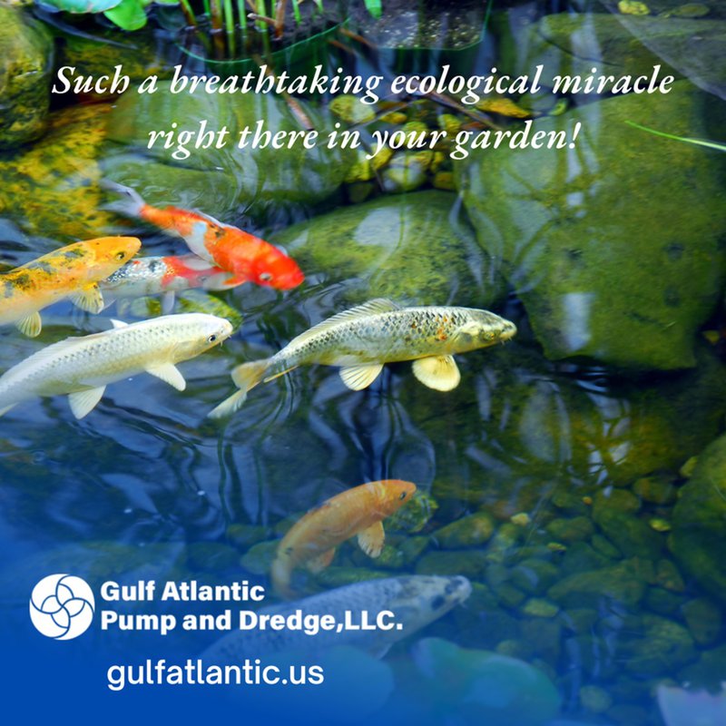 pond maintenance