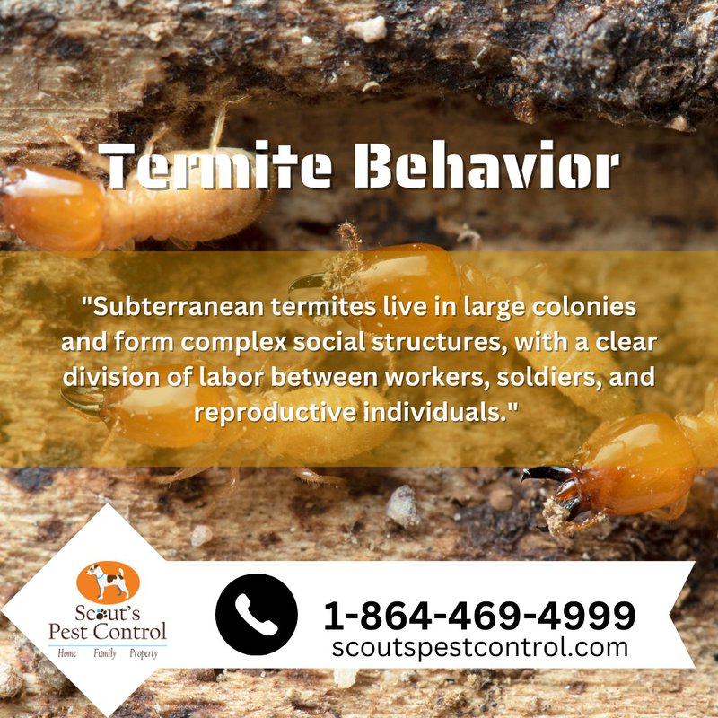 termite behavior