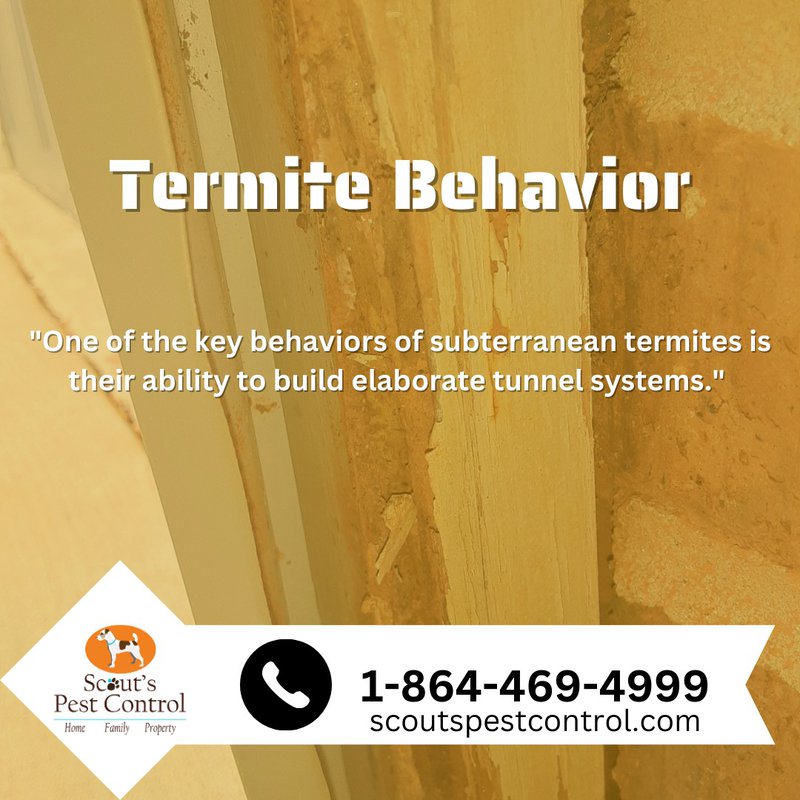 termite behavior