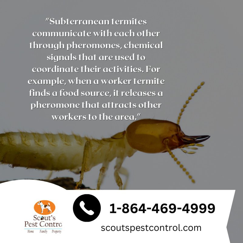 termites and their behavior