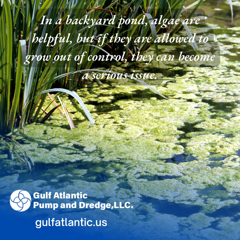 maintain your pond
