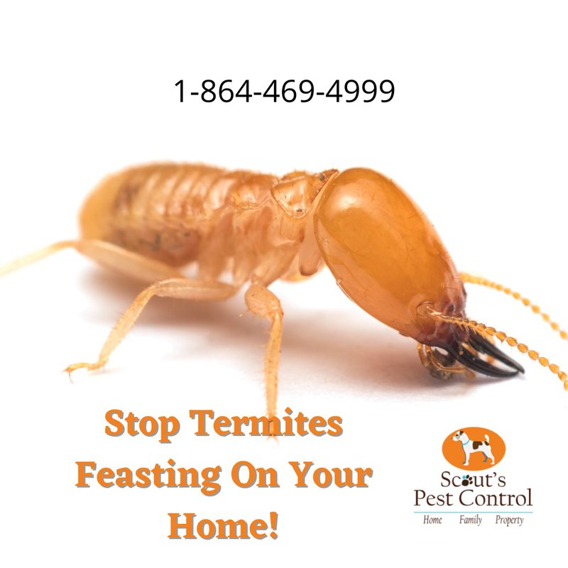 subterranean termites
