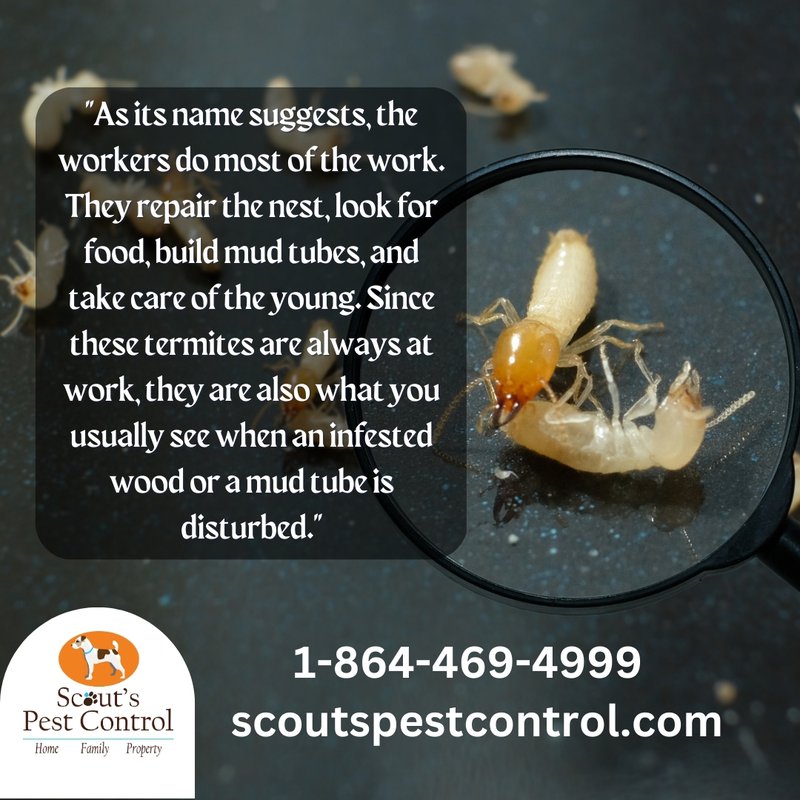 subterranean termites