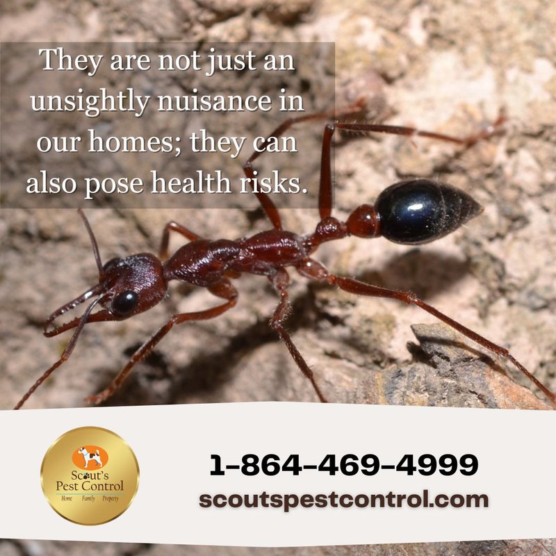ant control