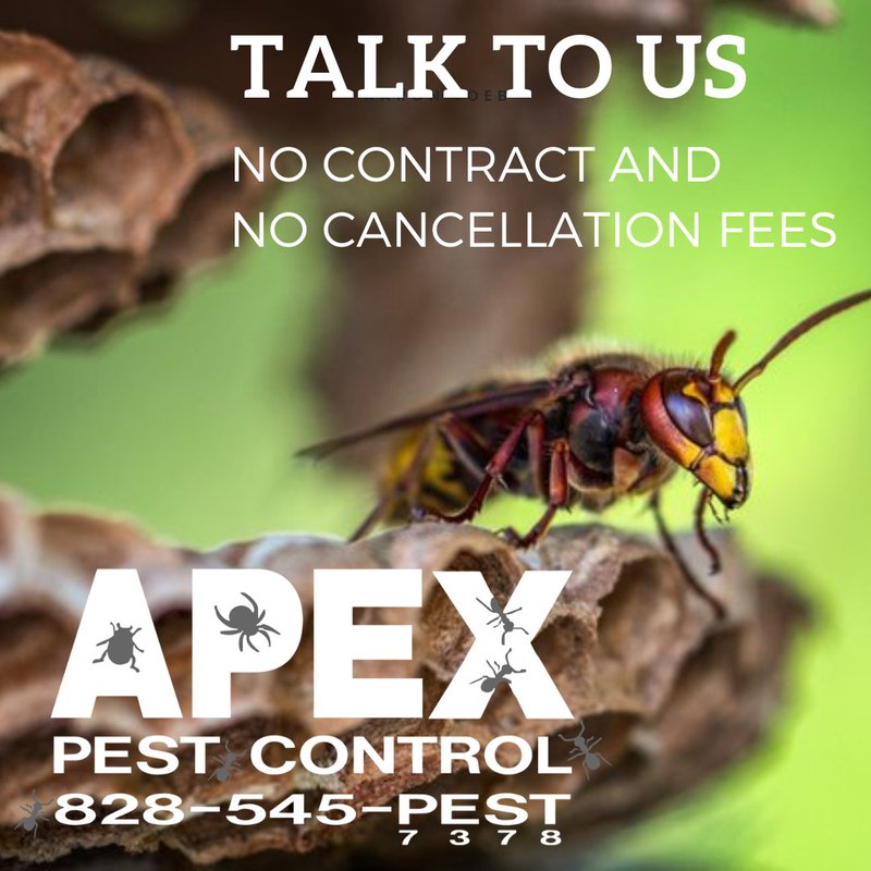 diy pest control - hornets
