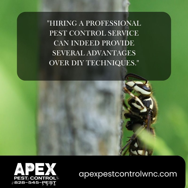 diy pest control - hornets