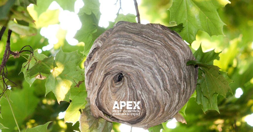 DIY Pest Control vs Professional Pest Control: The Best Approach Against Hornets cover