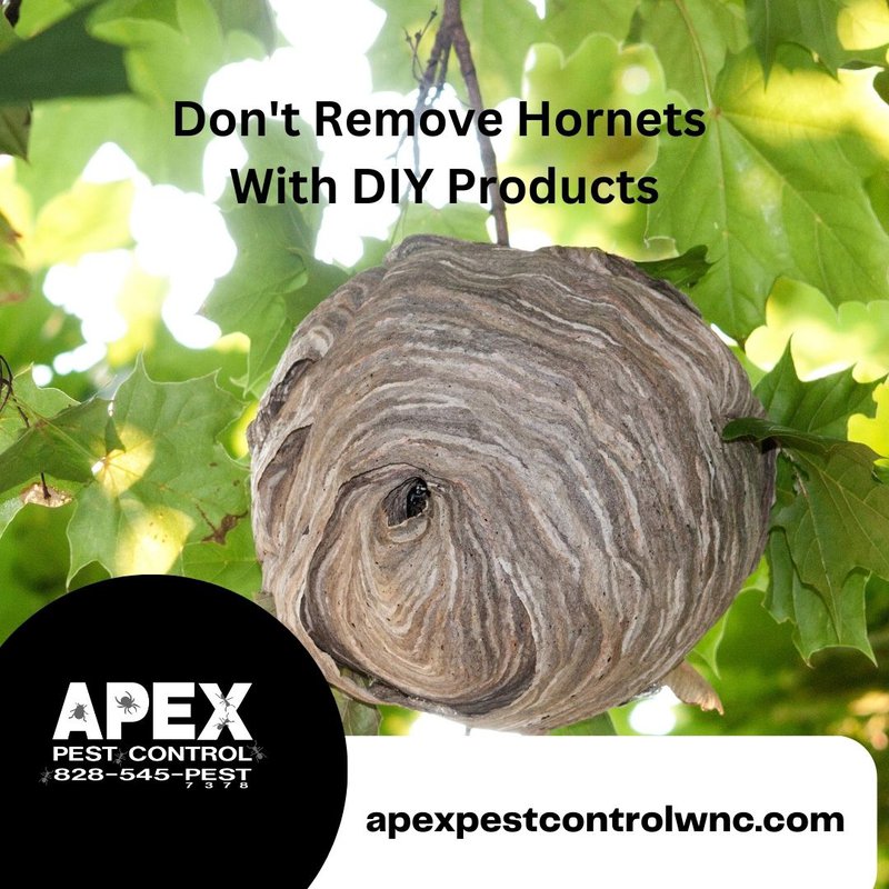 diy pest control - hornets