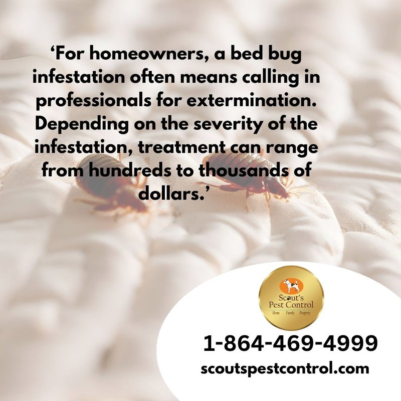 bed bug infestations