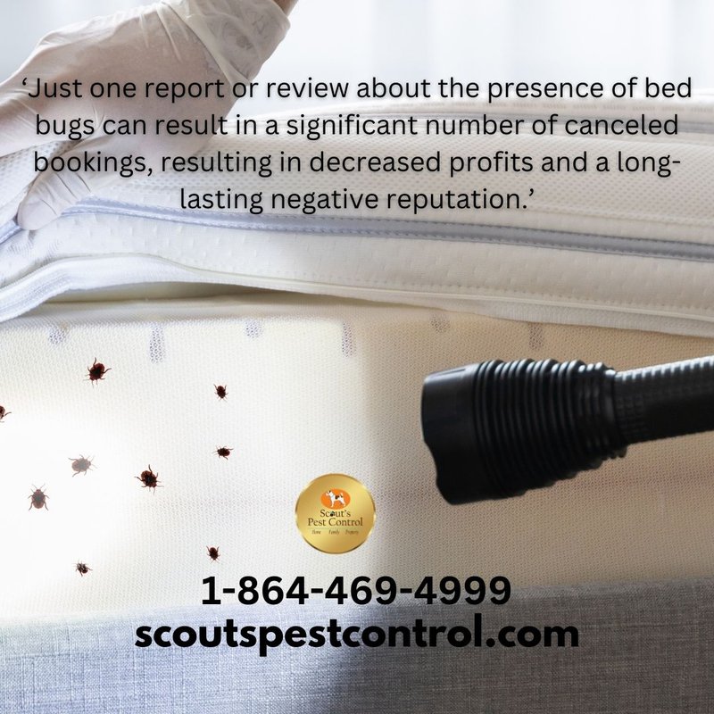 bed bug infestations in hotels