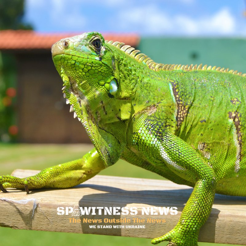 invasive iguanas