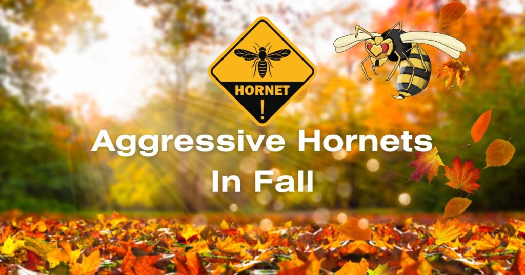 aggressive hornets