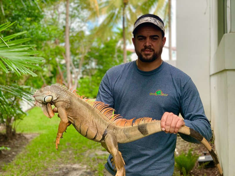 iguanas