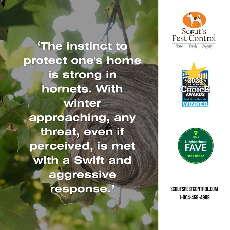 agressive hornets protect nests