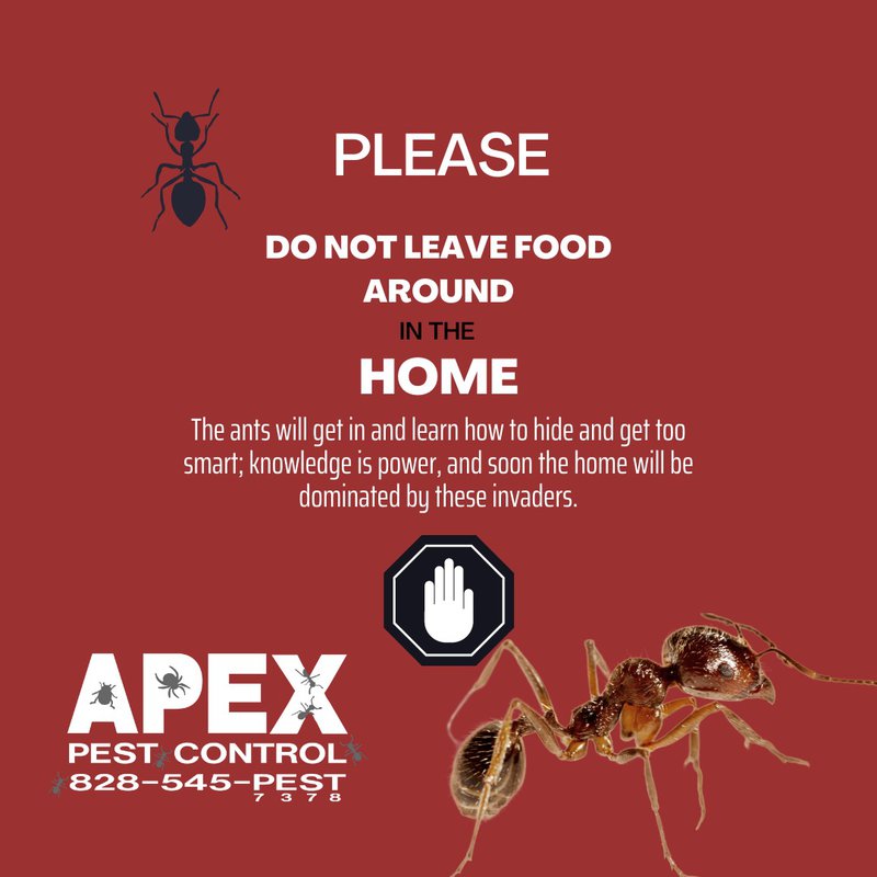 ants are winter pests