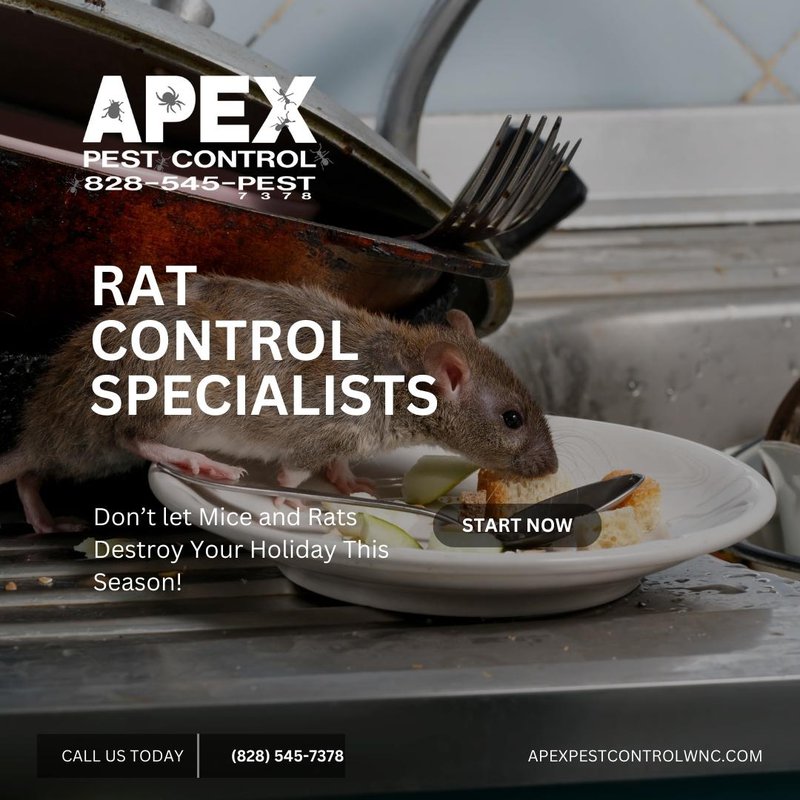 winter pests - rats
