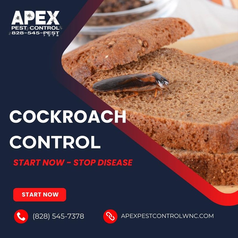 cockroaches
