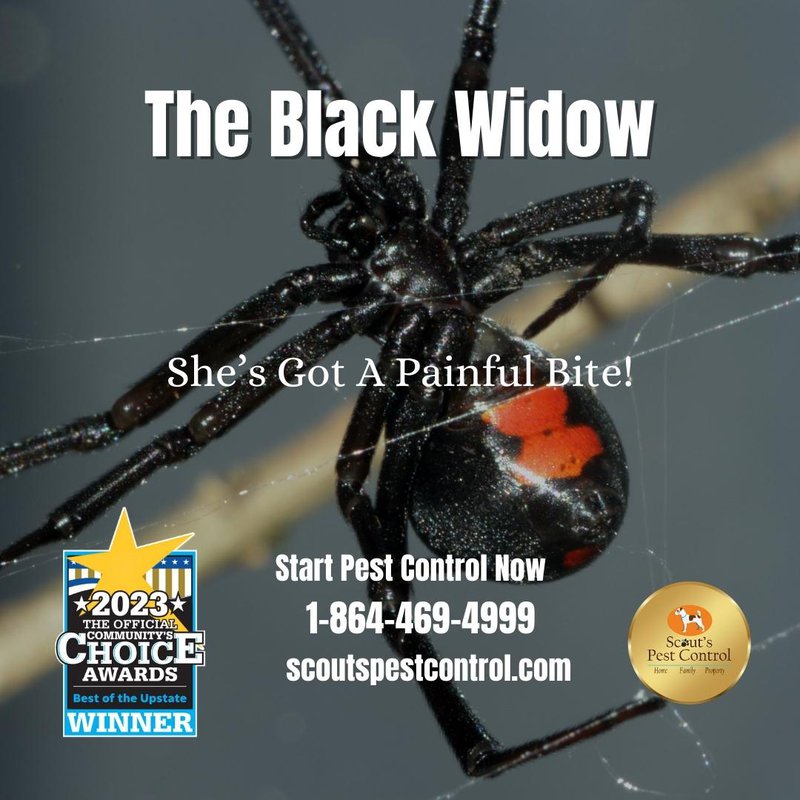 black widow spiders
