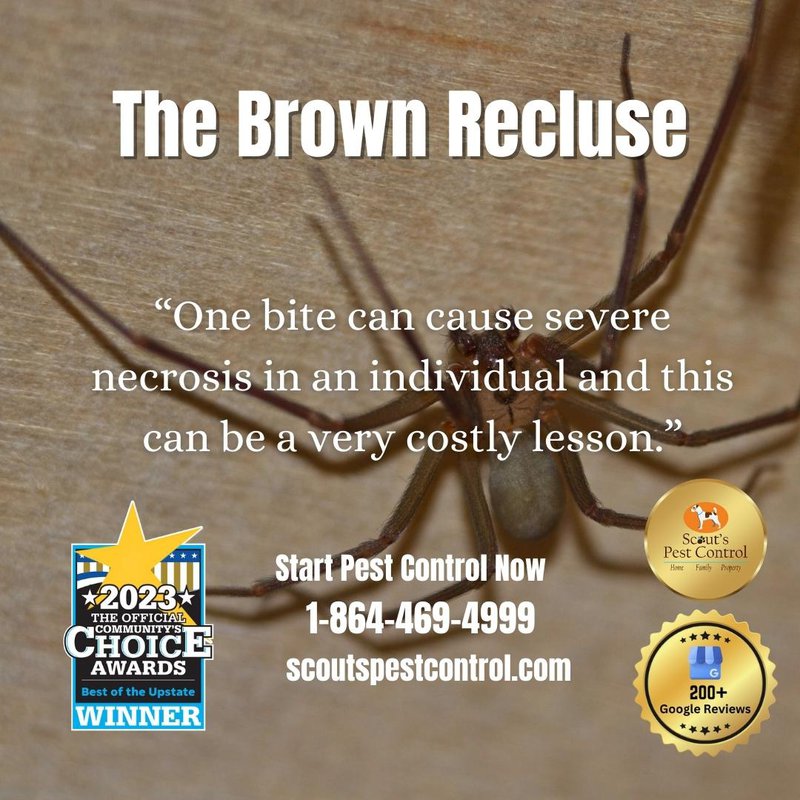 brown recluse spiders