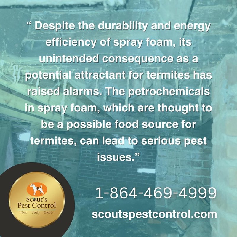 termite infestation