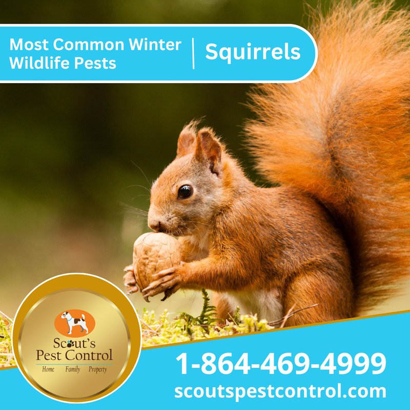 winter pests - squirrels