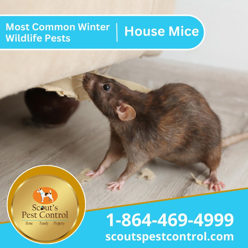 winter pests - mice