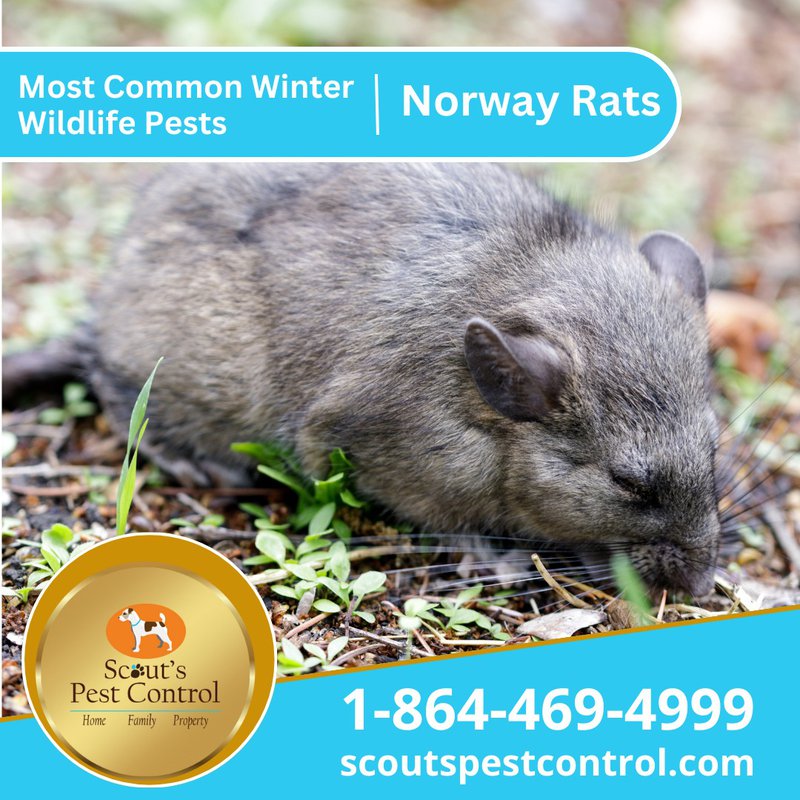 winter pests - rats