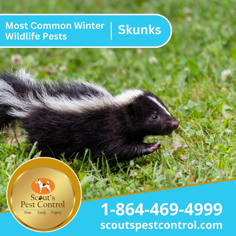 winter pests - skunks