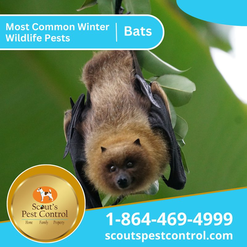 winter pests - bats