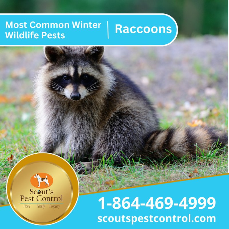 Winter Wildlife pests