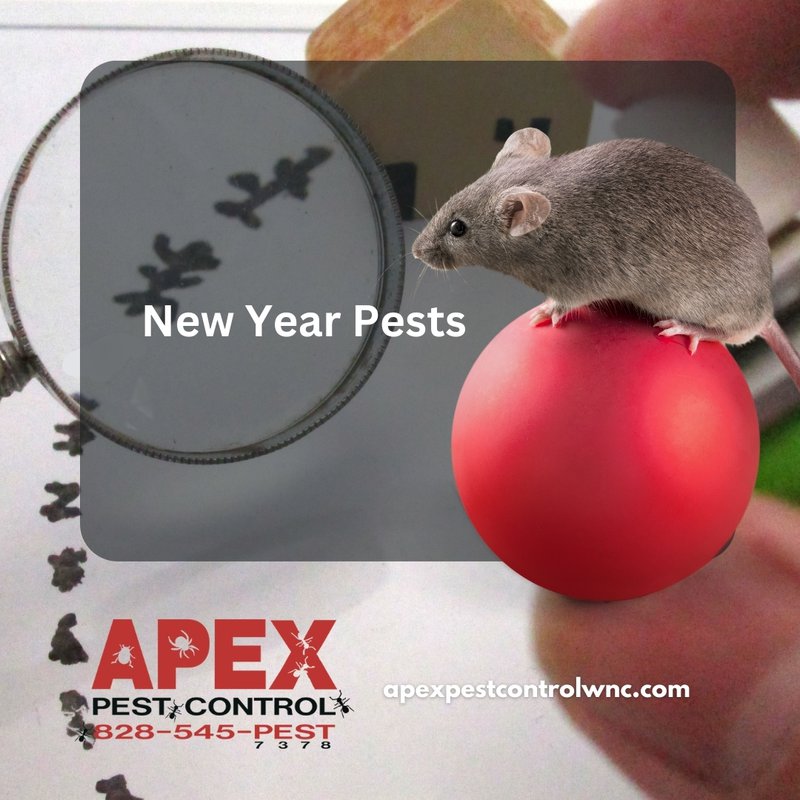 new years pest infestations