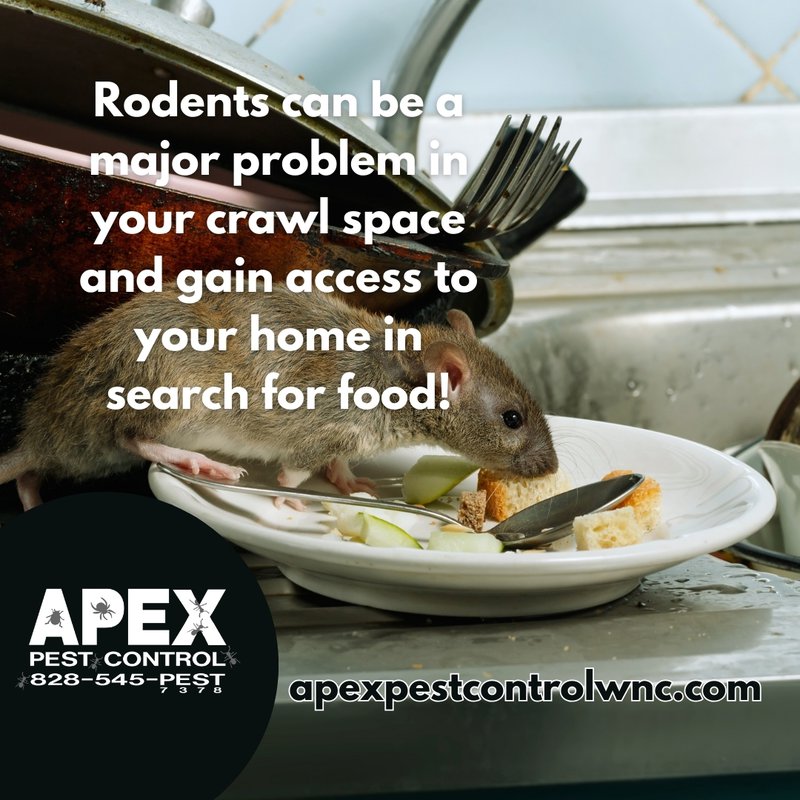new year pest infestations