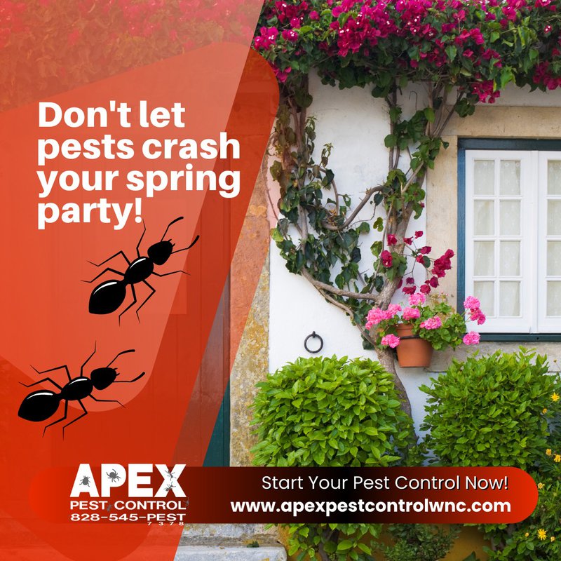 spring pests