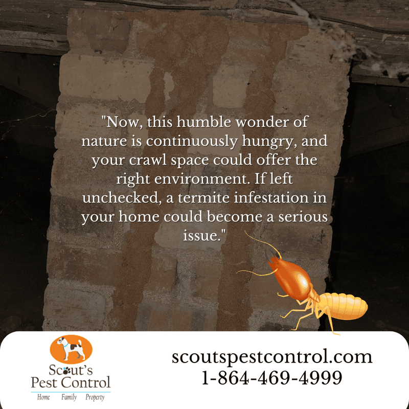 termite damage in the crawl space