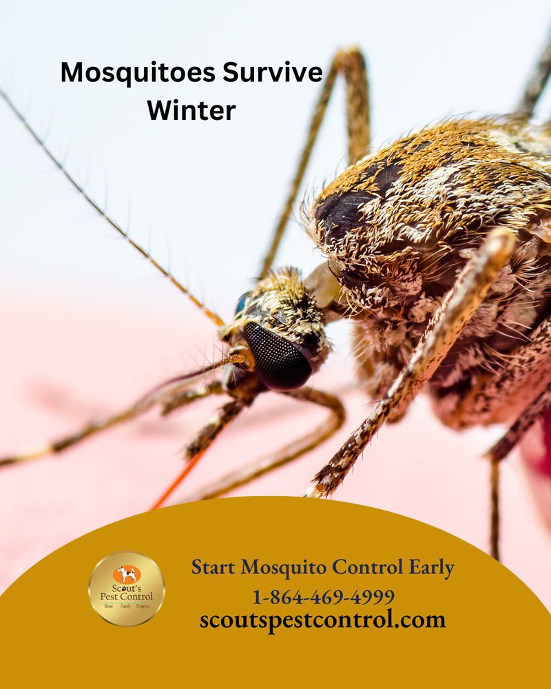 Spring mosquito control
