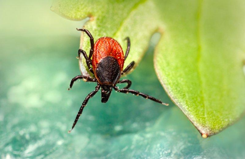 ticks