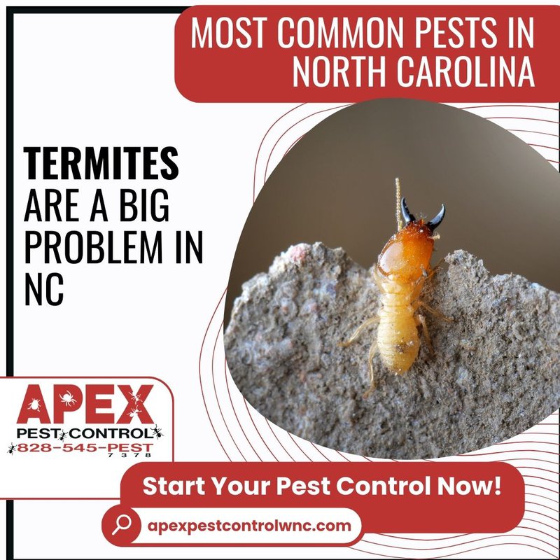 common pests in north carolina