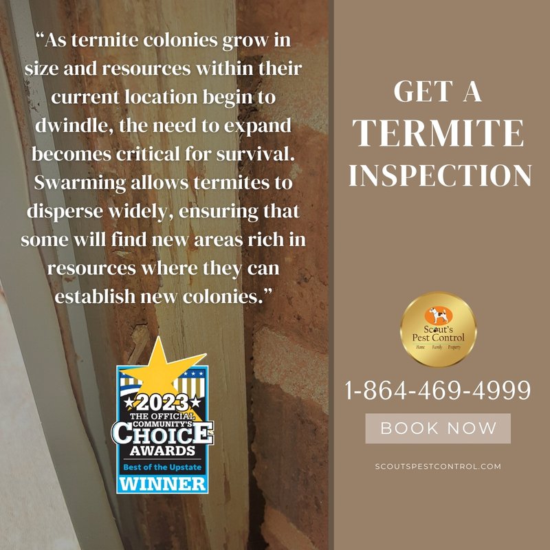 dangers of termite swarms
