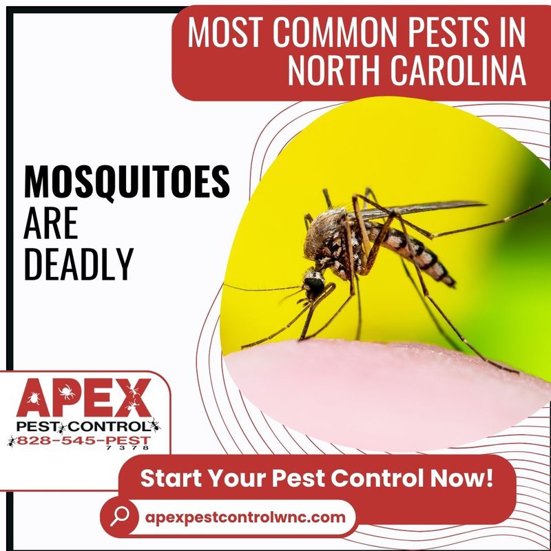 common pests in north carolina