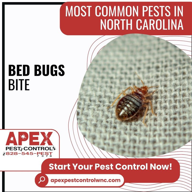 bed bugs