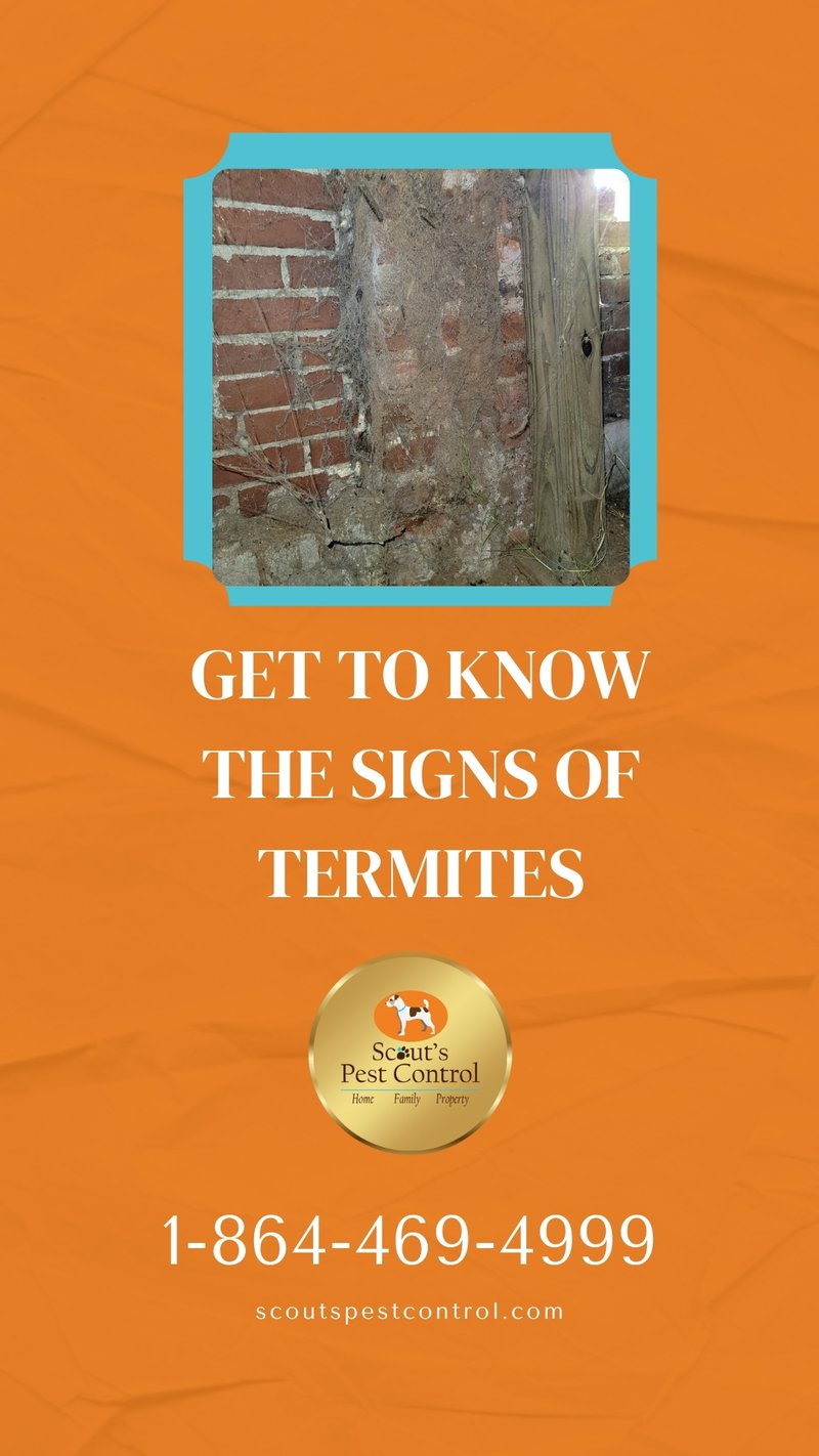 signs of termite swarmers