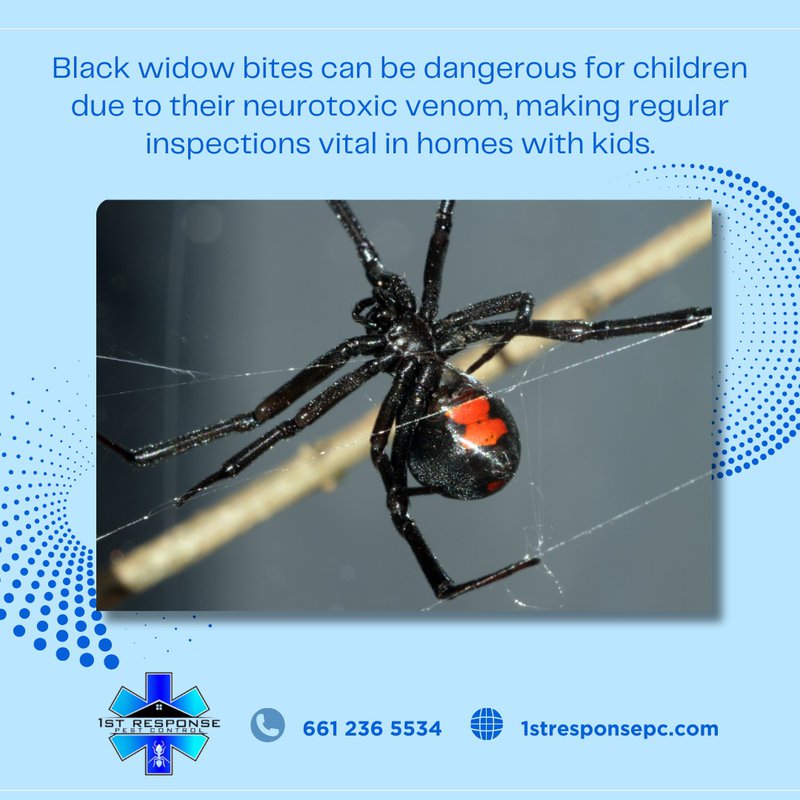 spider guide