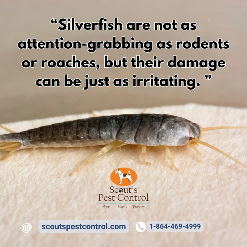 silver fish are winter pests