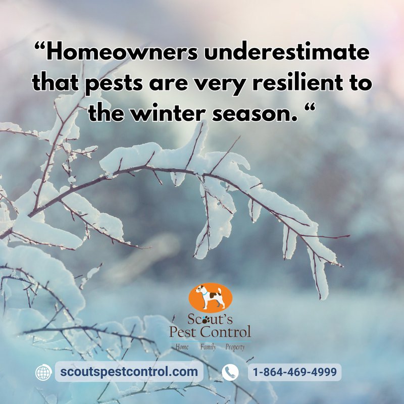 winter pests