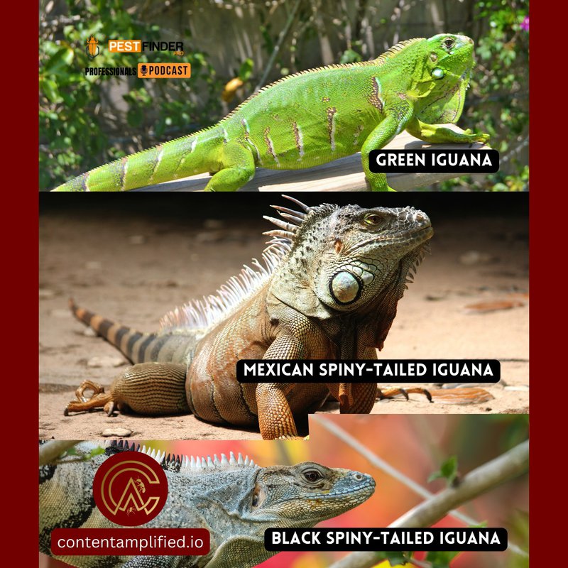 south florida iguanas