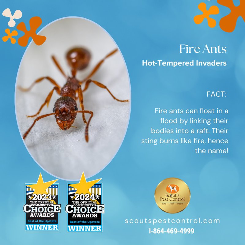 start pest control to stop fire ants