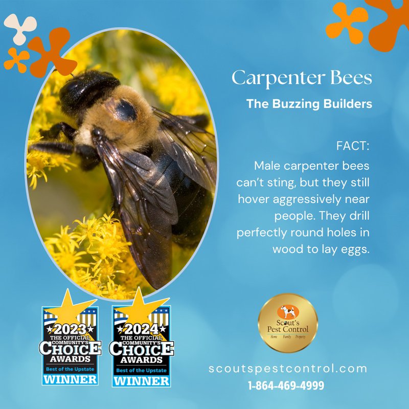 carpenter bees