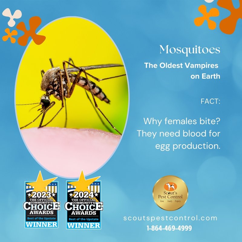 start pest control and stop mosquitoes